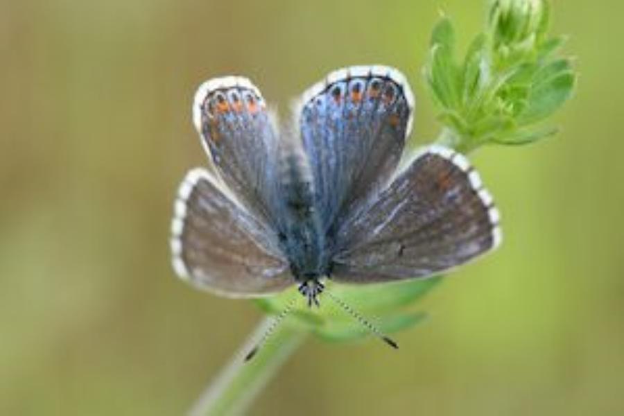 Sortie Lo Parvi -  Les papillons de jour - Espace Naturel Sensible du Val d'Amby - Optevoz - Balcons du Dauphiné - Nord-Isère
