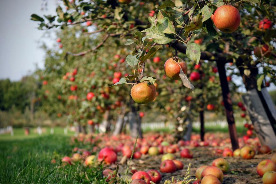 Biodiversité à cultiver : le verger