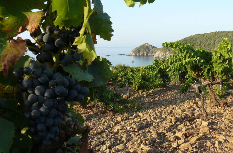 Fête de la Vigne et du Vin au Domaine La Tourraque_Ramatuelle