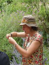 La rose_Saint-Antoine-l'Abbaye
