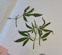 herbier.jpg