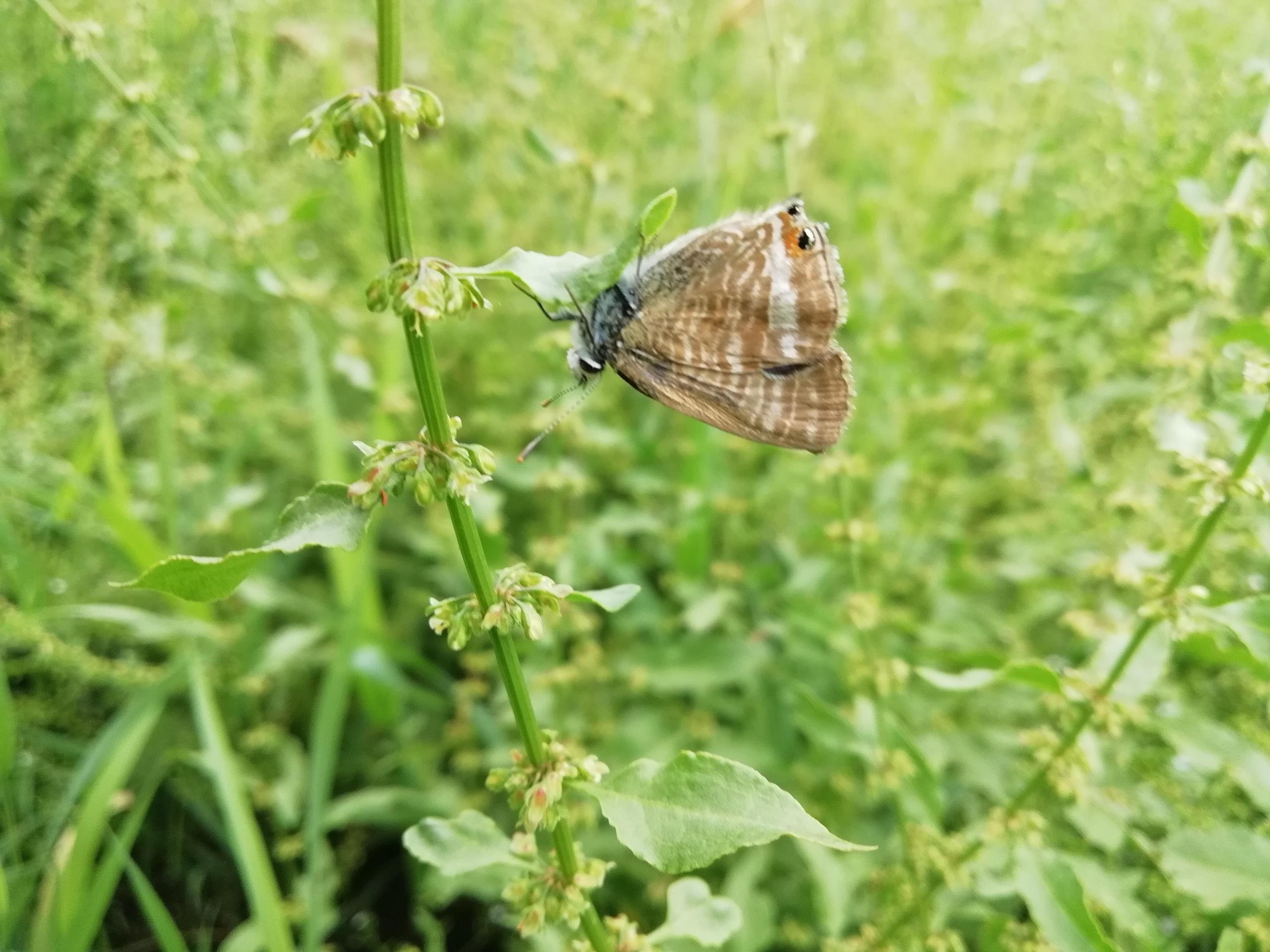 Les Papillons, des insectes un peu mytho
