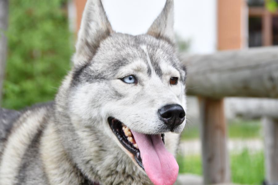 Husky
