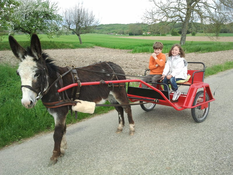 Balades en sulky avec les ânes des terres froides