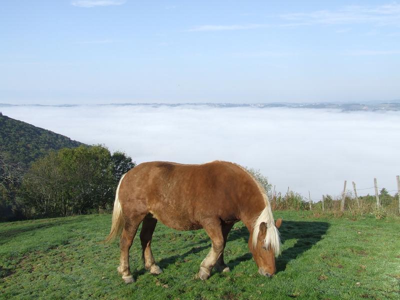 Le cheval au dessus du brouillard