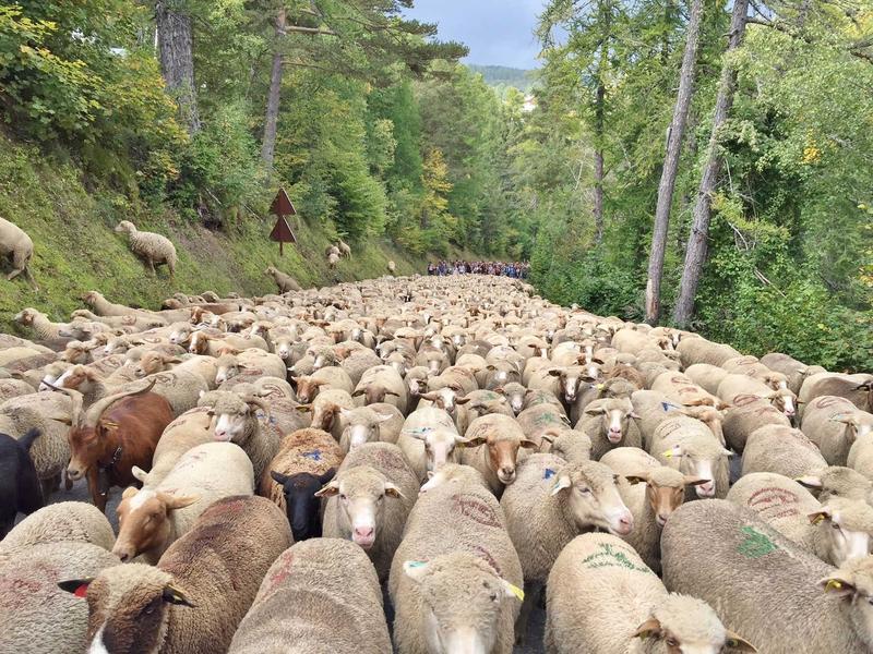 Terre de pastoralisme