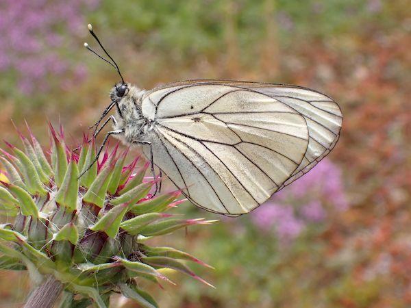 Sortie Lo Parvi : les papillons de jour_Siccieu-Saint-Julien-et-Carisieu