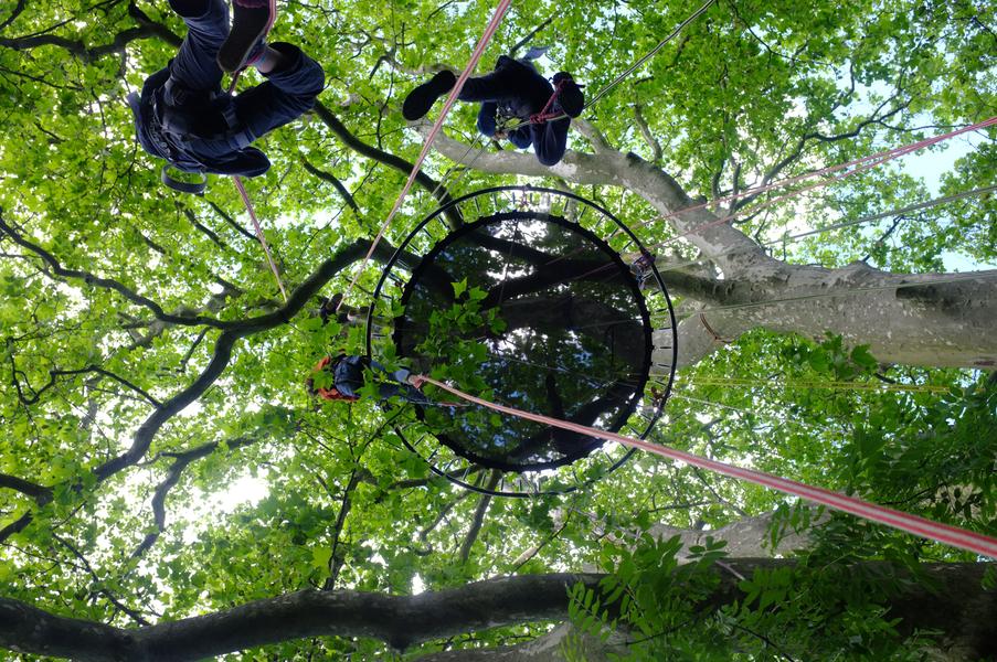 Hêtre en Forez - grimpe d'arbres
