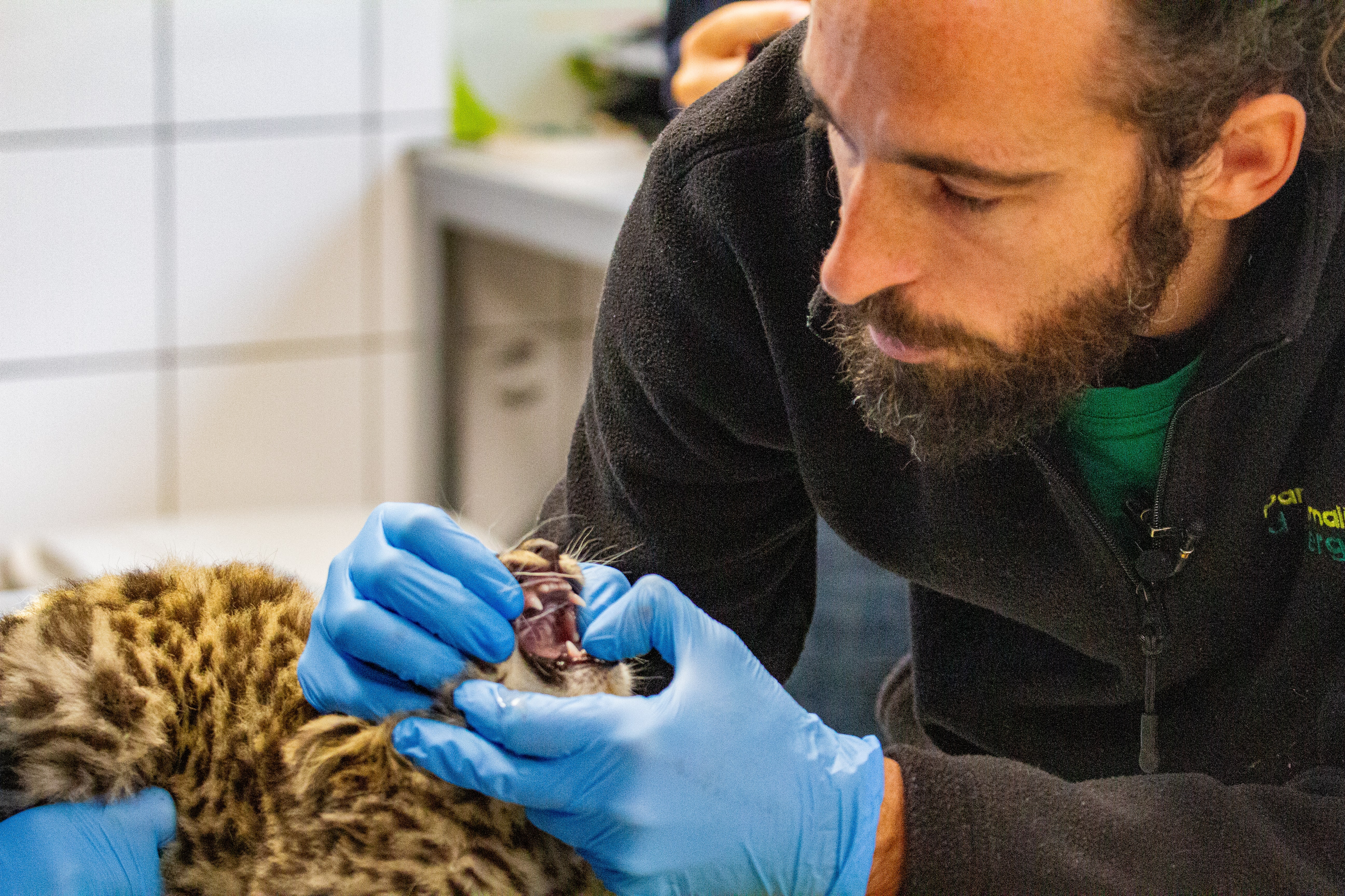 Vétérinaire d'un jour - Parc Animalier d'Auvergne