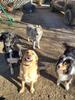 Passion Dog 04_Castellane