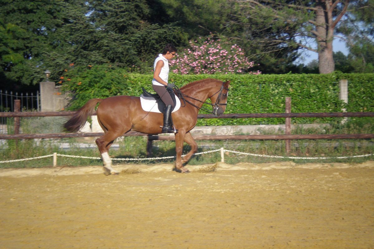Centre Equestre Avignon