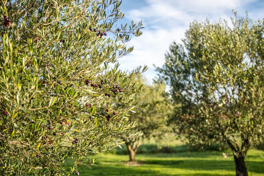 Dégustation d'huile d'olive à la boutique 