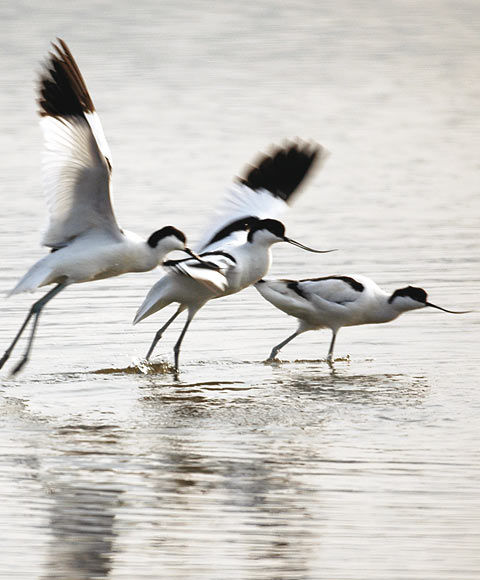 Observation des oiseaux Vieux Salins