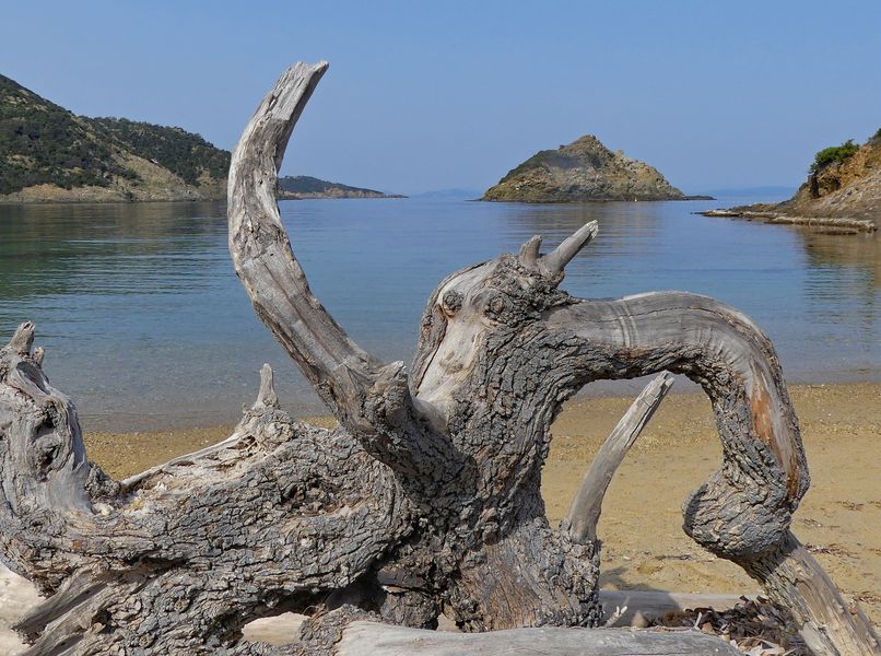 Bois flotté sur la plage de la Palud