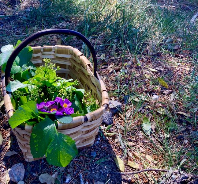 CUEILLETTE DE PLANTES SAUVAGES