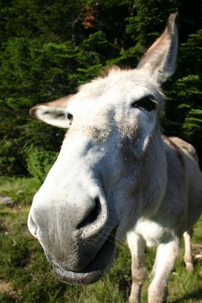 Massif Central Randonnées +