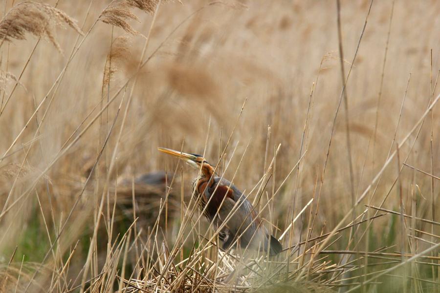 Animation nature sur les ENS : oiseaux d'eau, grandes pattes, longs becs !_Arandon-Passins-Balcons du Dauphiné