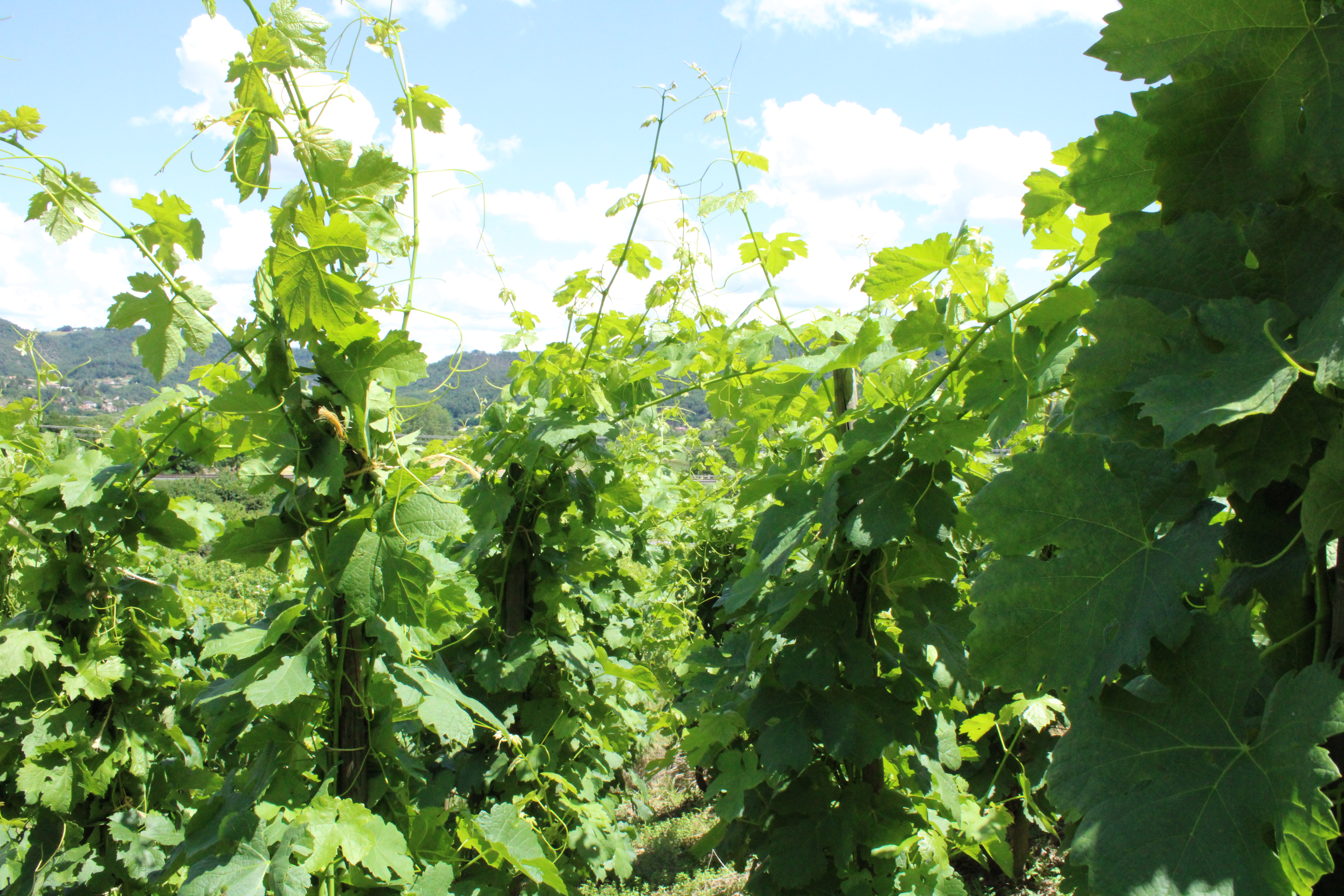 vignes