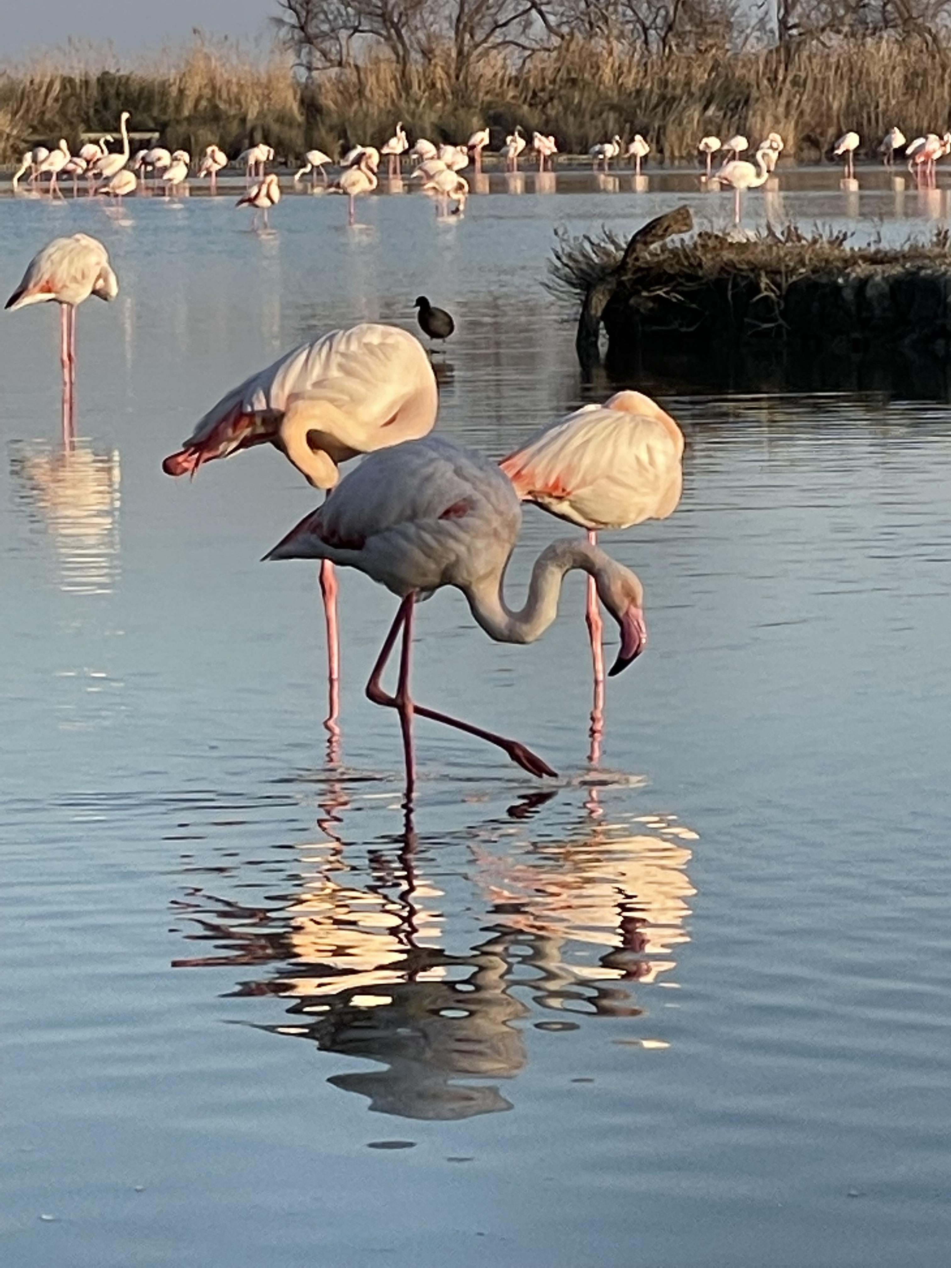 Une journée à votre guise - Journée Camargue