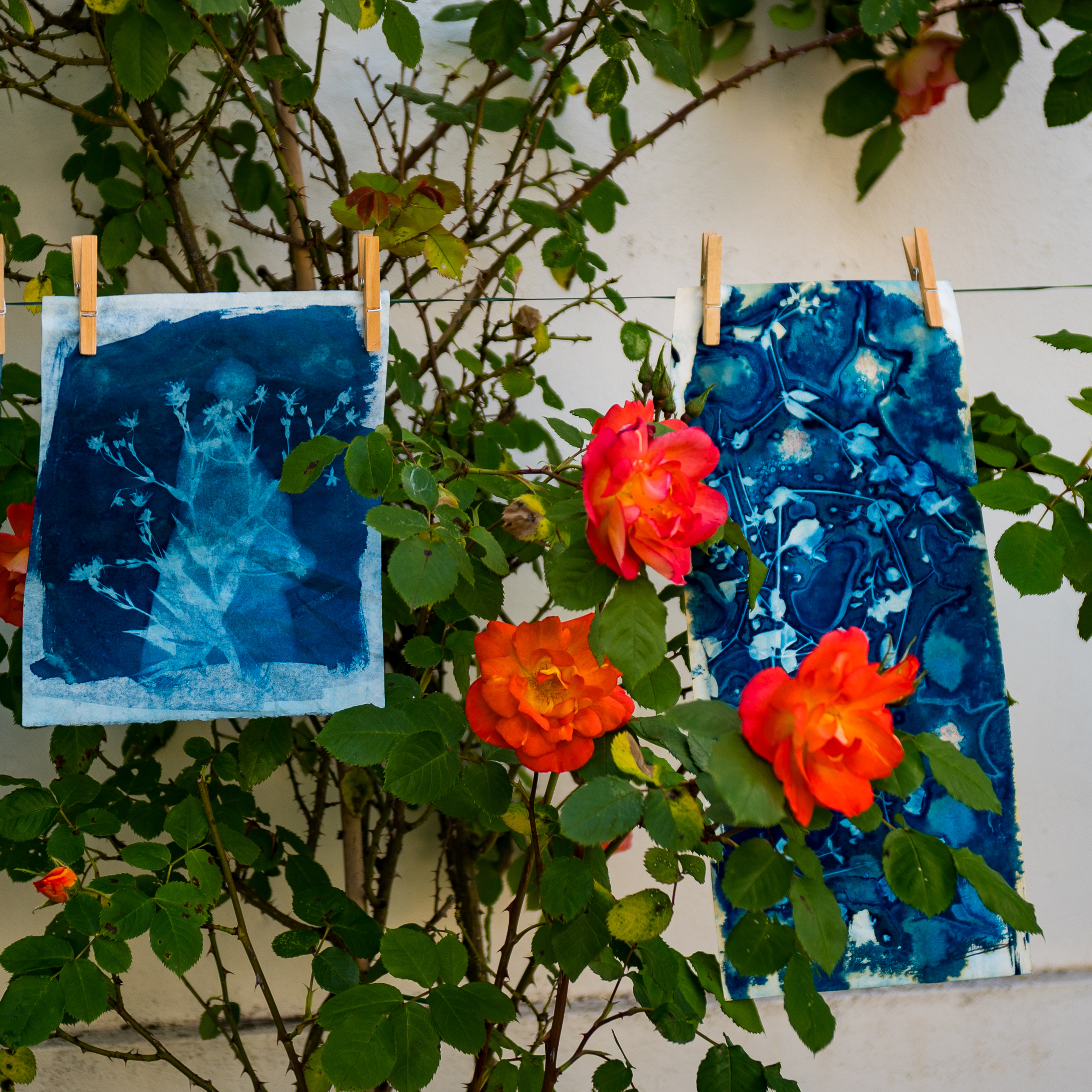 Visite guidée - Cyanotypes et luminaires