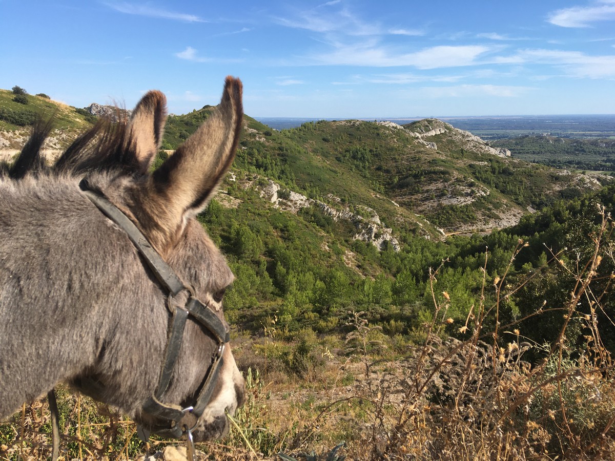 P'tits Ânes, Graveson - photo 7