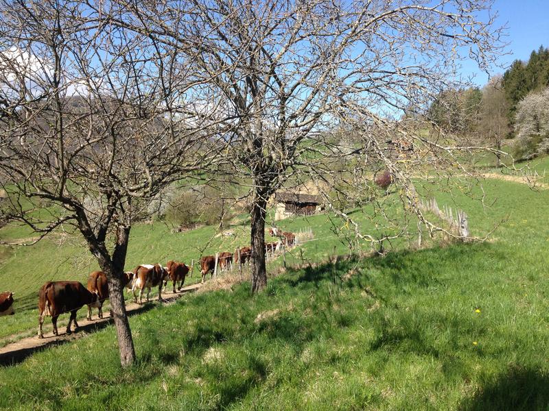 Visite et goûter à la Ferme de la Grangette