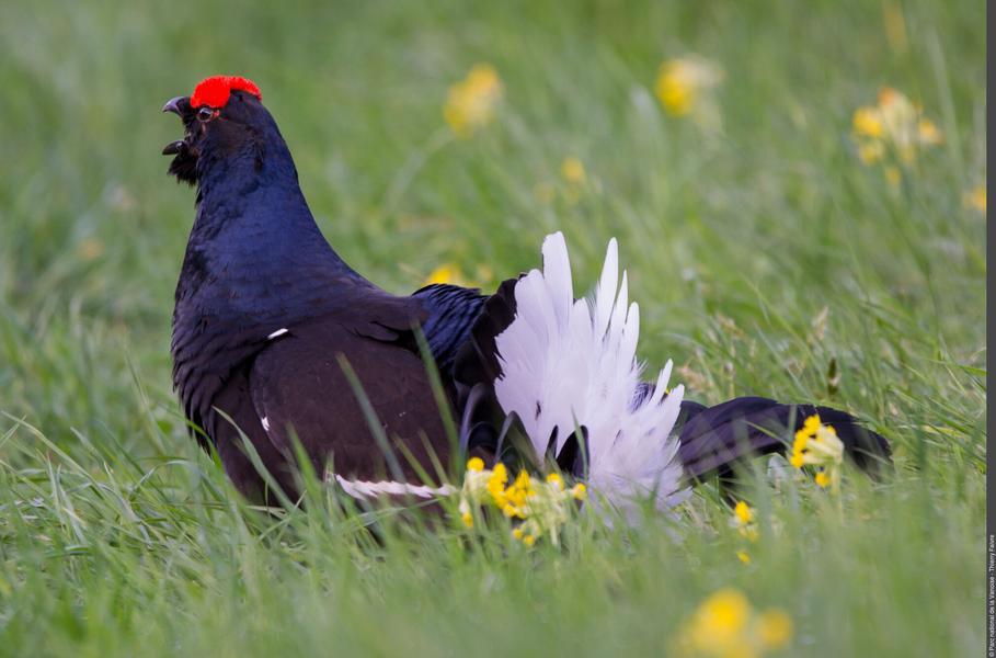 Image 3pnv022953-PN-Vanoise-Thierry_Faivre-2000px