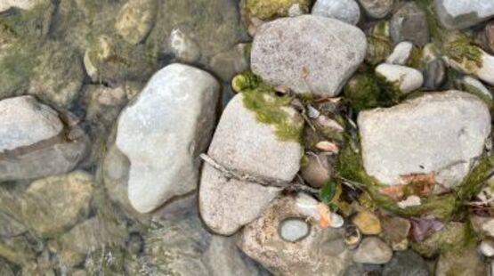Balade naturaliste :  Au fil de la rivière - La vie sous les galets_Allex