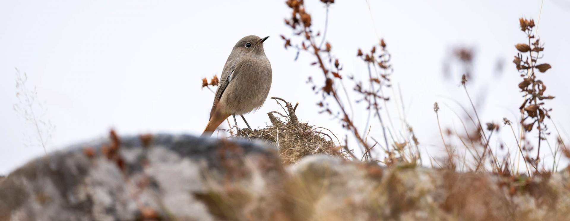 Randonnée Migration des oiseaux - Compagnie des Guides de Chamonix