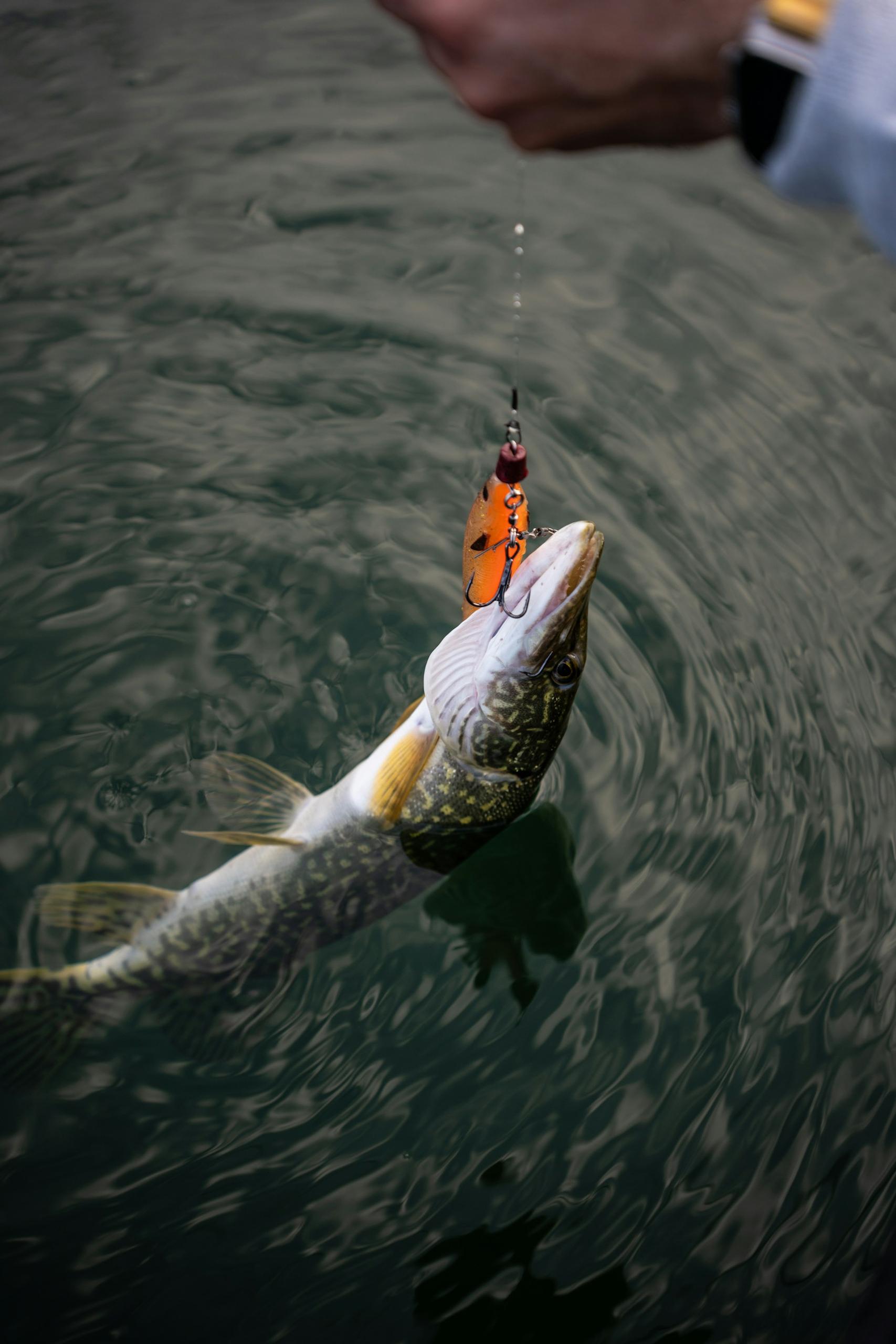 Ouverture de la pêche au brochet