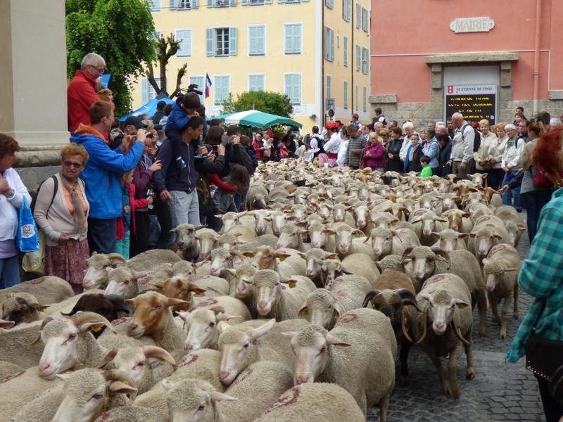 la fête de la transhumance moment fort de l'été comme de nombreuses traditions