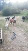 Passion Dog 04_Castellane