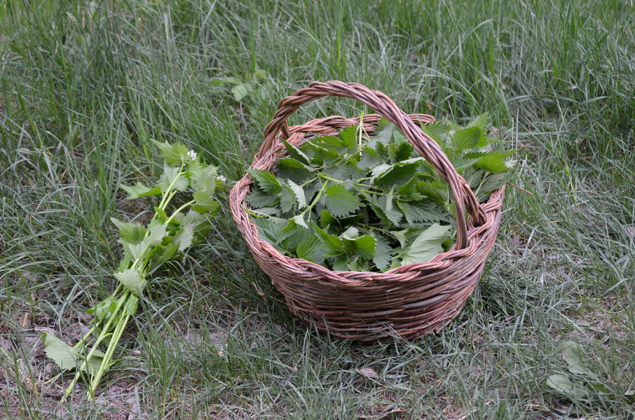 recolte responsable, apprenez tout ou presque des plantes