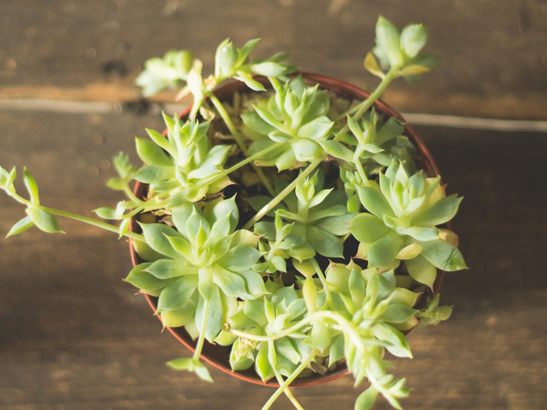 Troc de plantes et Graines