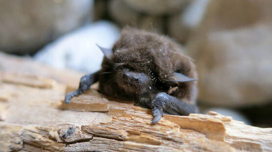 Balade naturalise chauve souris