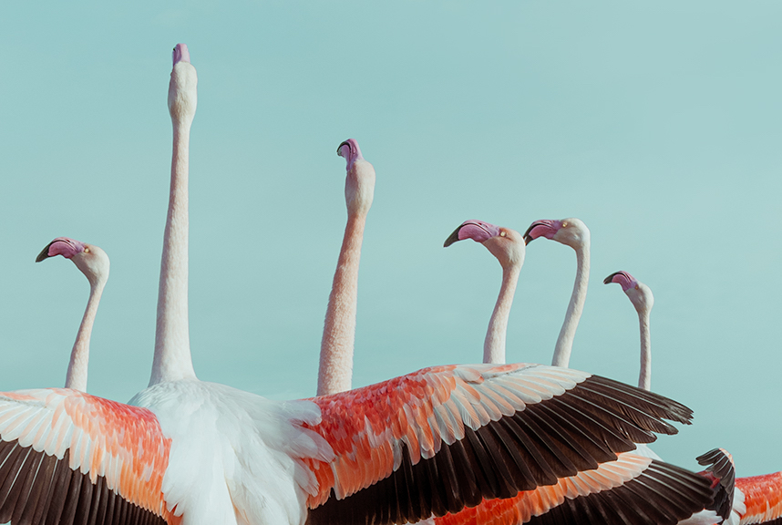 Conférence sur l’ornithologie et la conservation des hiboux