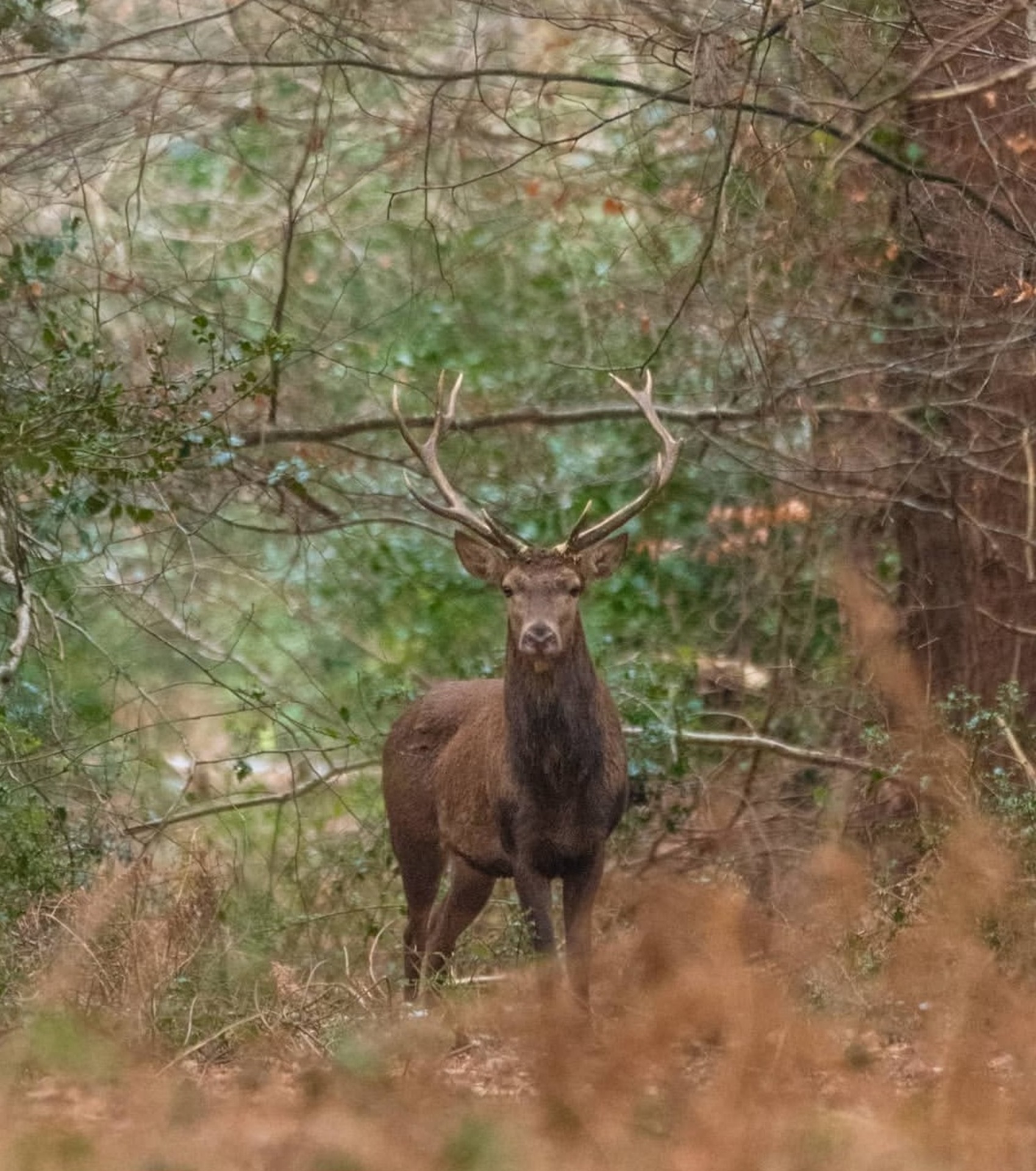 RDV biotrésors : Sortie Brame du cerf