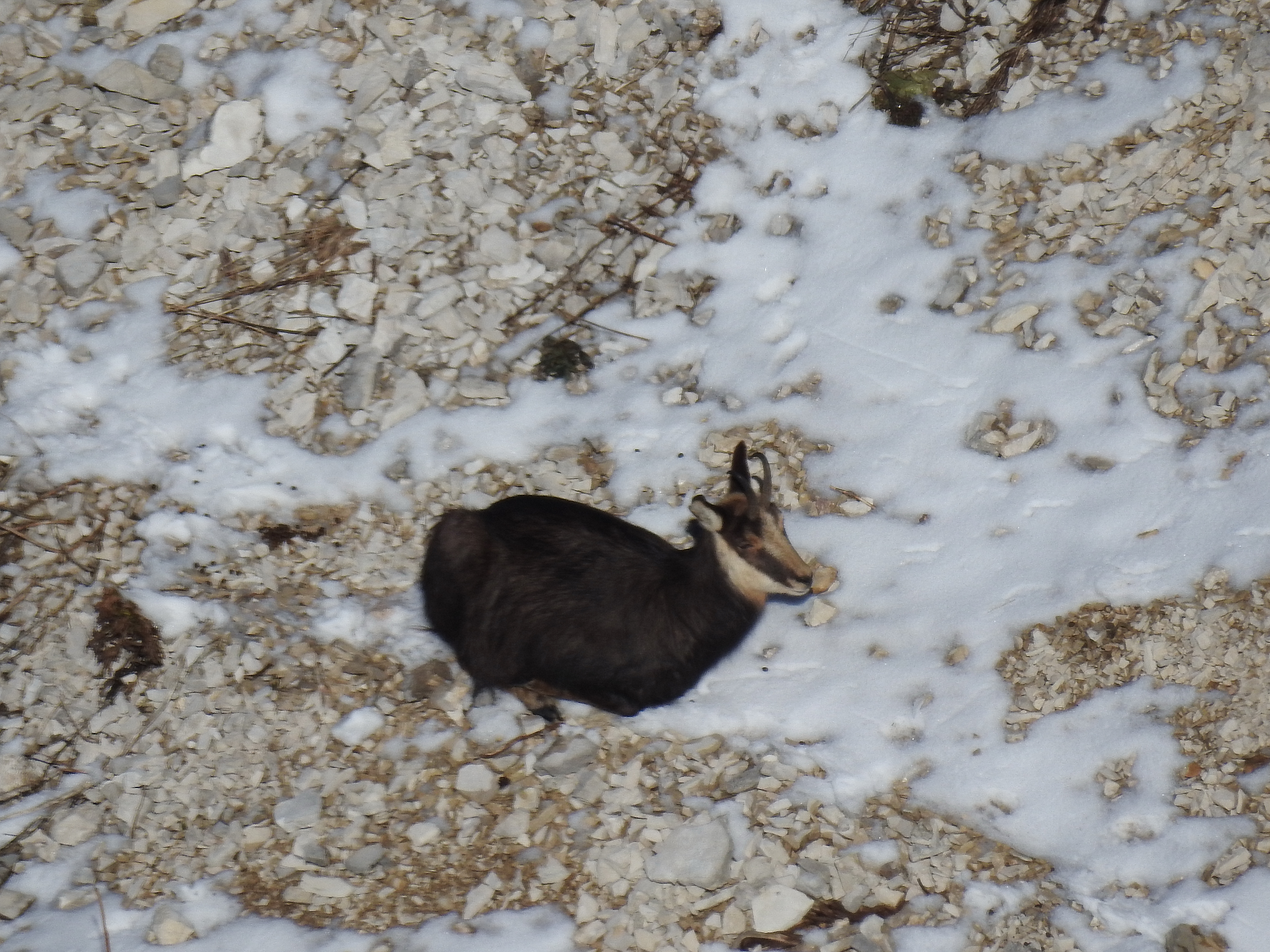 Chamois en contre bas