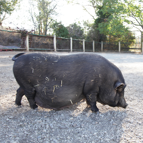 Ferme pédagogique des Pennes Mirabeau, Les Pennes-Mirabeau - photo 2