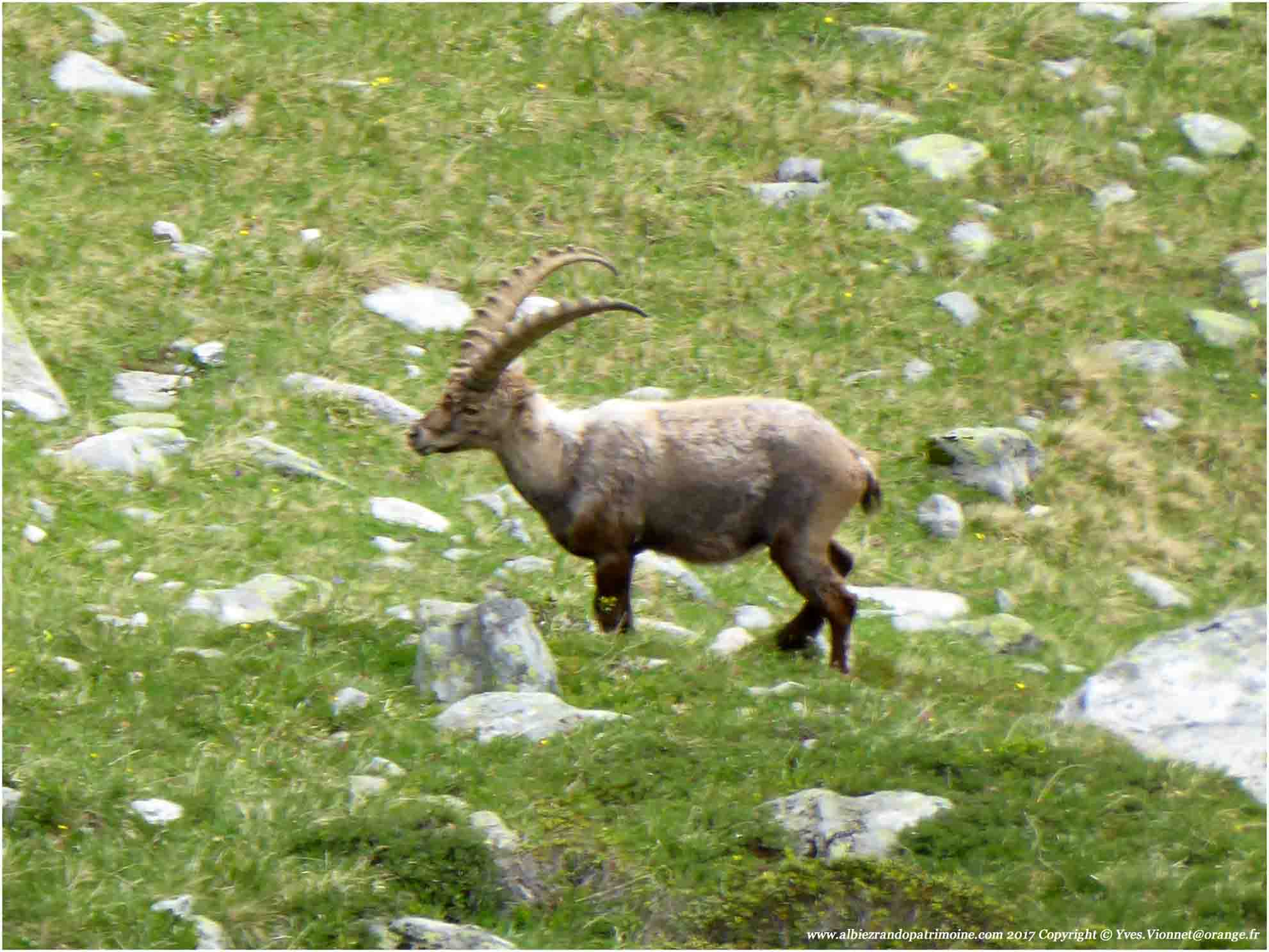 Alpine ibex observation