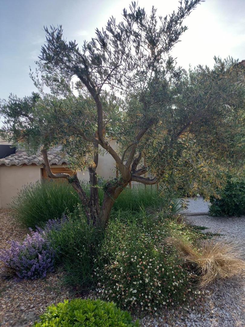 Les Demoiselles, Maillane - photo 29