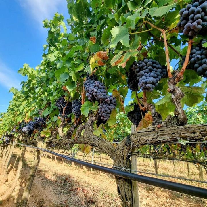 Cave de Rousset - photo 2