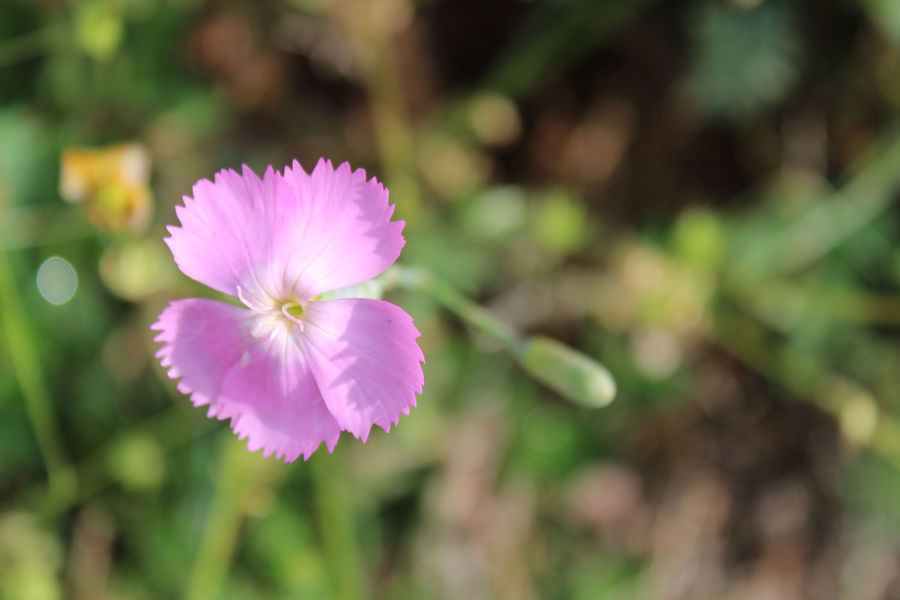 Oeillet des Chartreux - ENS 