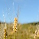 La Ferme Bio de Vauvenières