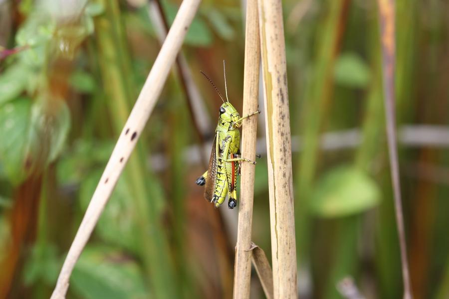Sortie Lo Parvi -  Découverte des criquets, sauterelles et grillons -  Balcons du Dauphiné - Nord-Isère