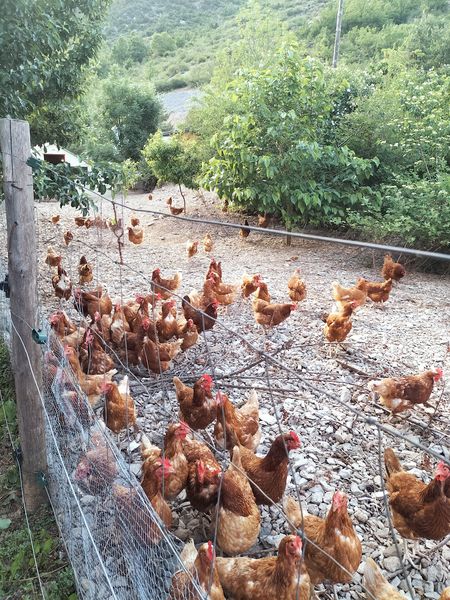 poules de ferme de La Brigue poules de ferme de La Brigue