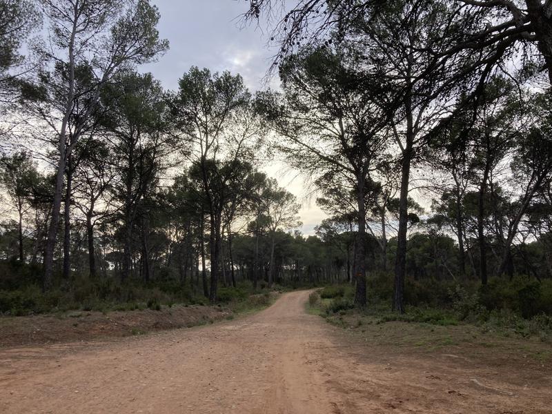 Balade naturaliste à la forêt Raphèle avec Alex