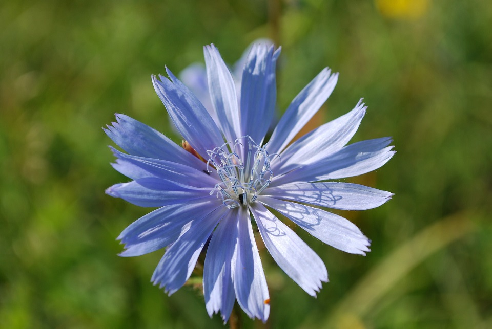 Sortie nature "Plantes comestibles"