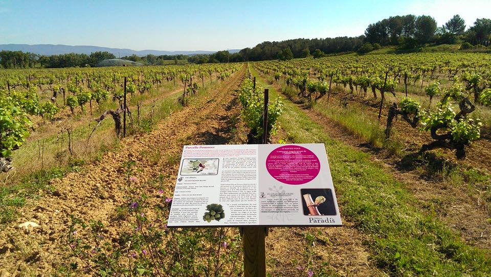 Sentier vigneron de Château Paradis