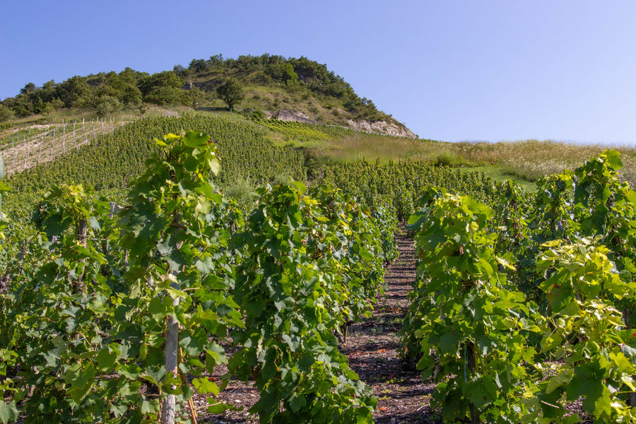 Vignes Seillonnaz Bugey